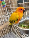 adoptable Bird in inverness, FL named Buddy