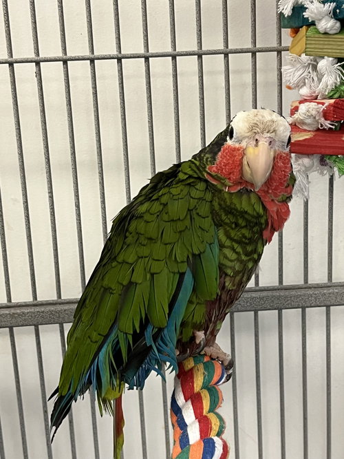 Mork, a parrot for adoption from Ziggy's Haven Bird Sanctuary
