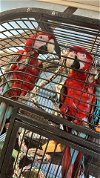 adoptable Bird in inverness, FL named Abby & Ricky