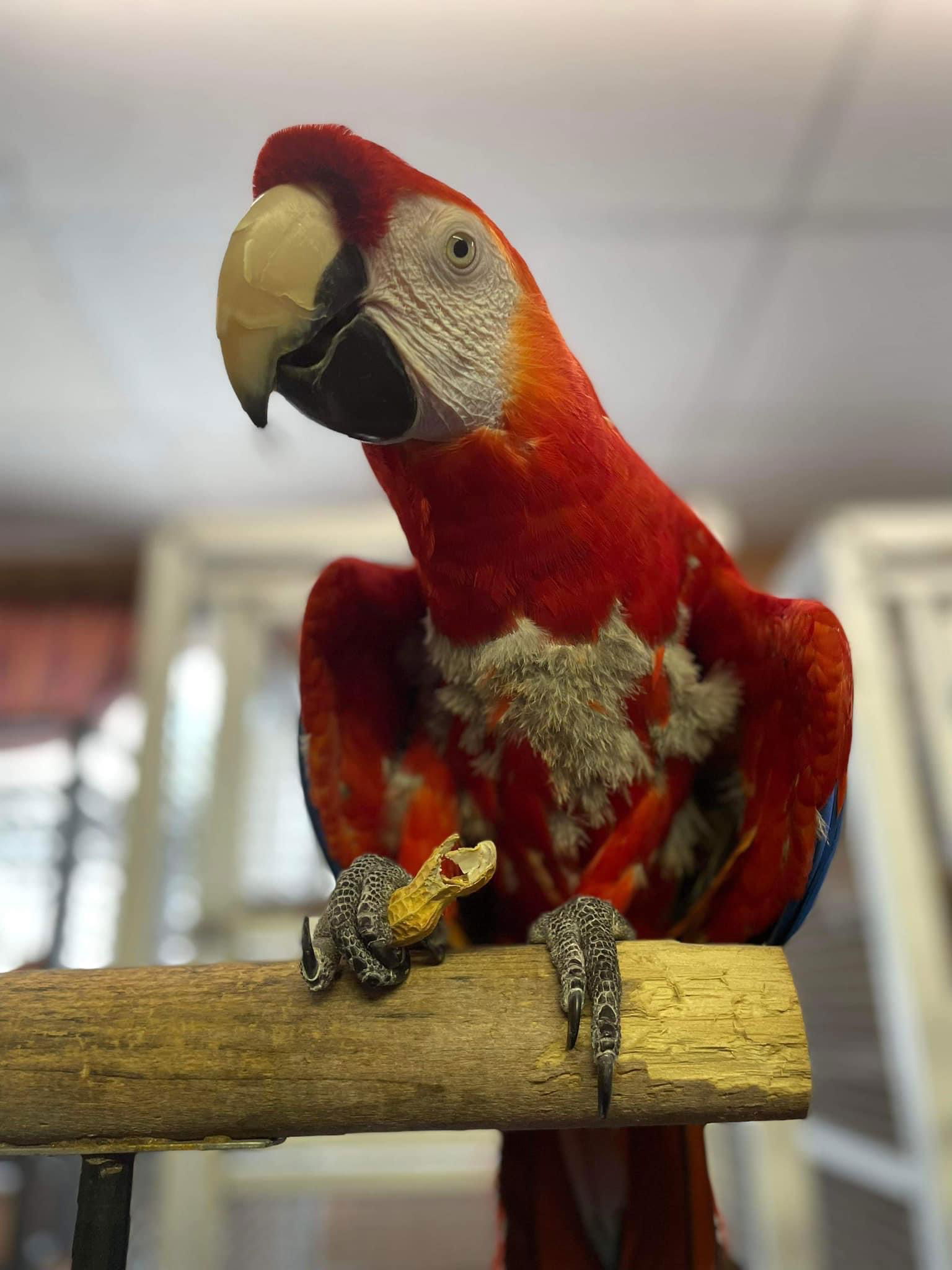 adoptable Bird in Inverness, FL named Mango