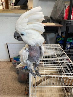 adoptable Bird in Inverness, FL named Baby