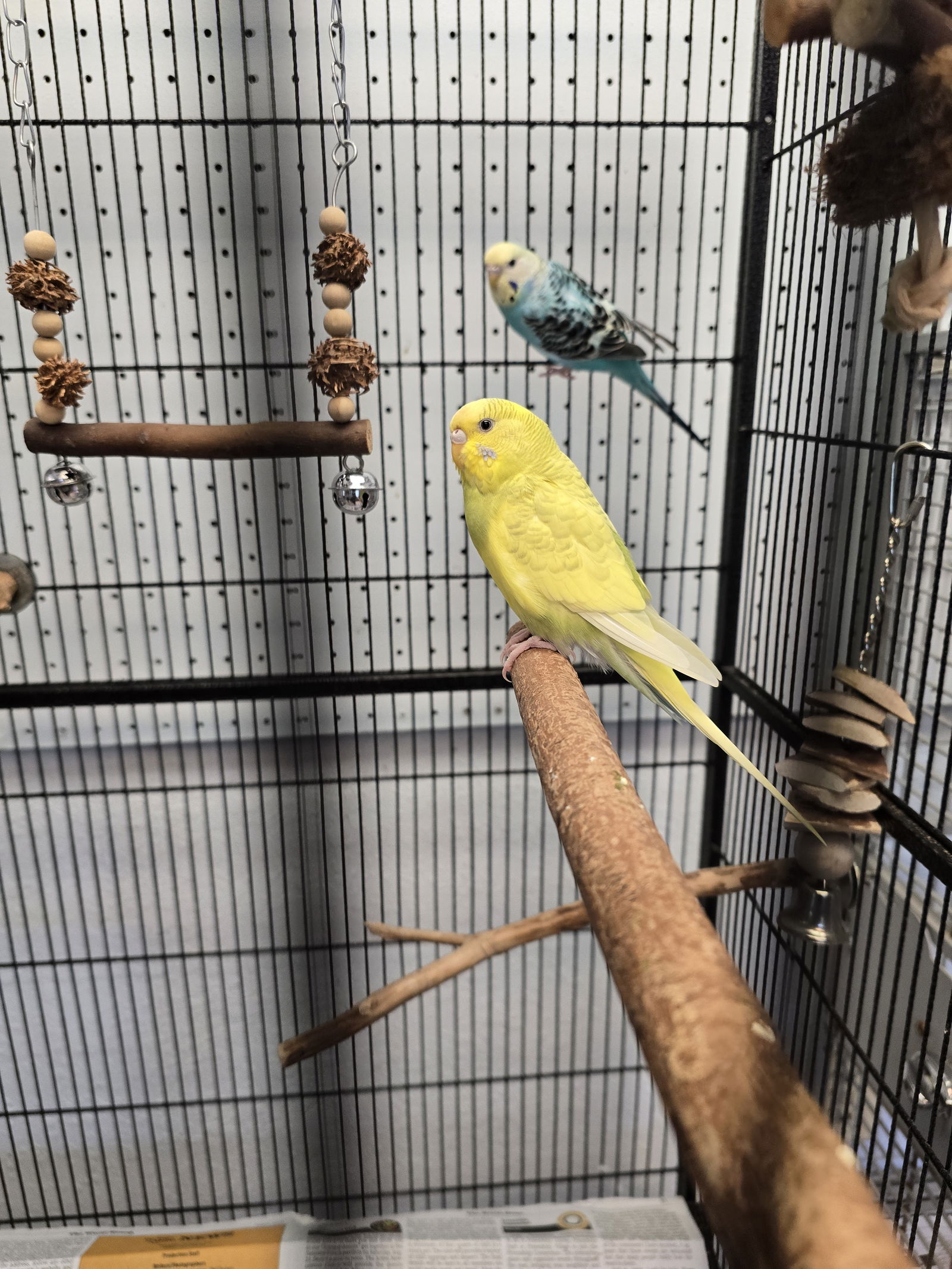 adoptable Bird in Inverness, FL named Banana & Joe