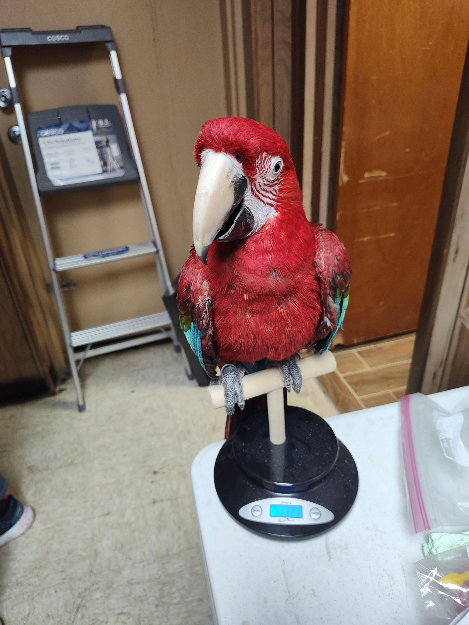 adoptable Bird in Inverness, FL named Chester and Aries