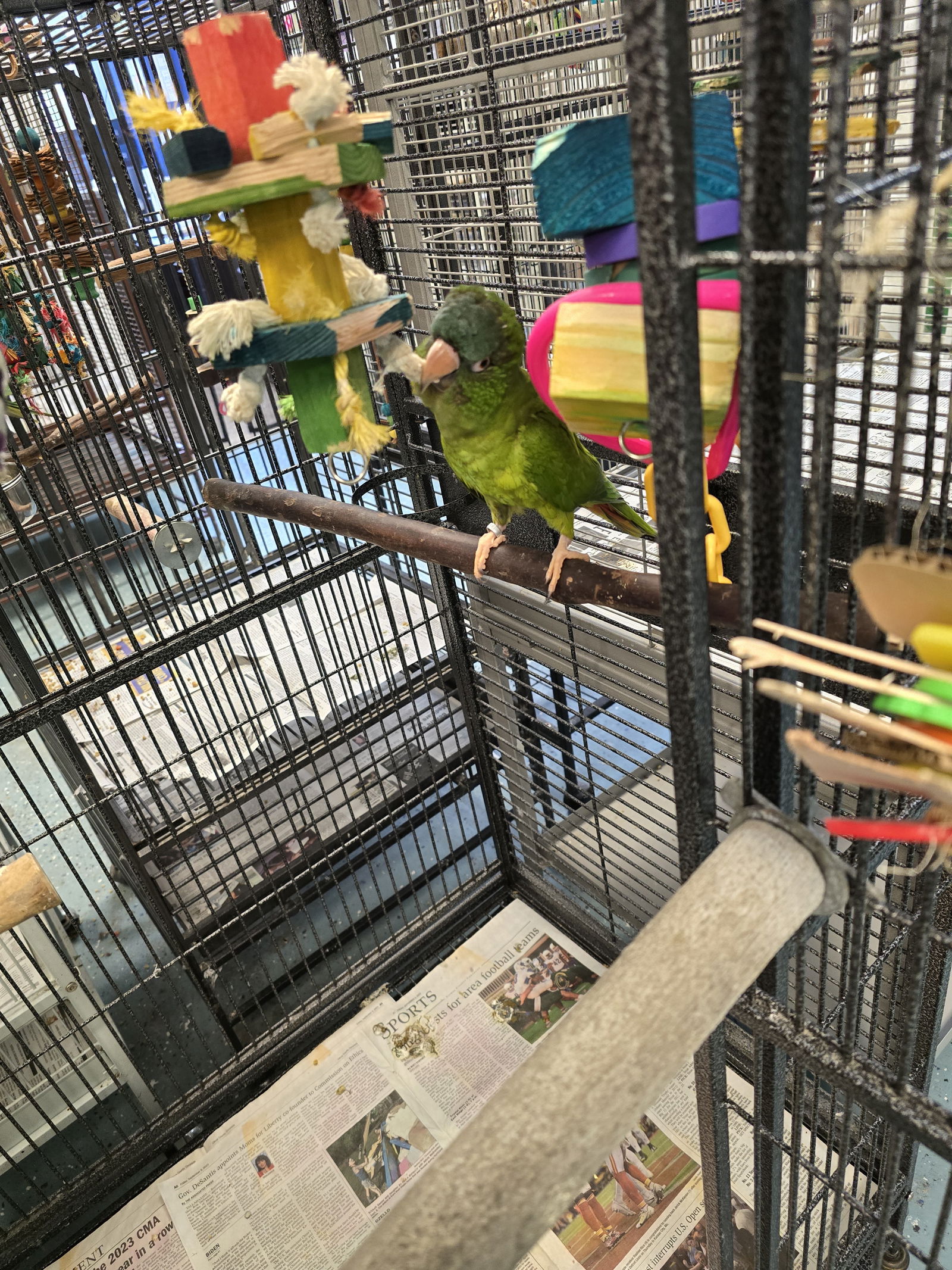 adoptable Bird in Inverness, FL named Doby