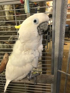 adoptable Bird in Inverness, FL named Max