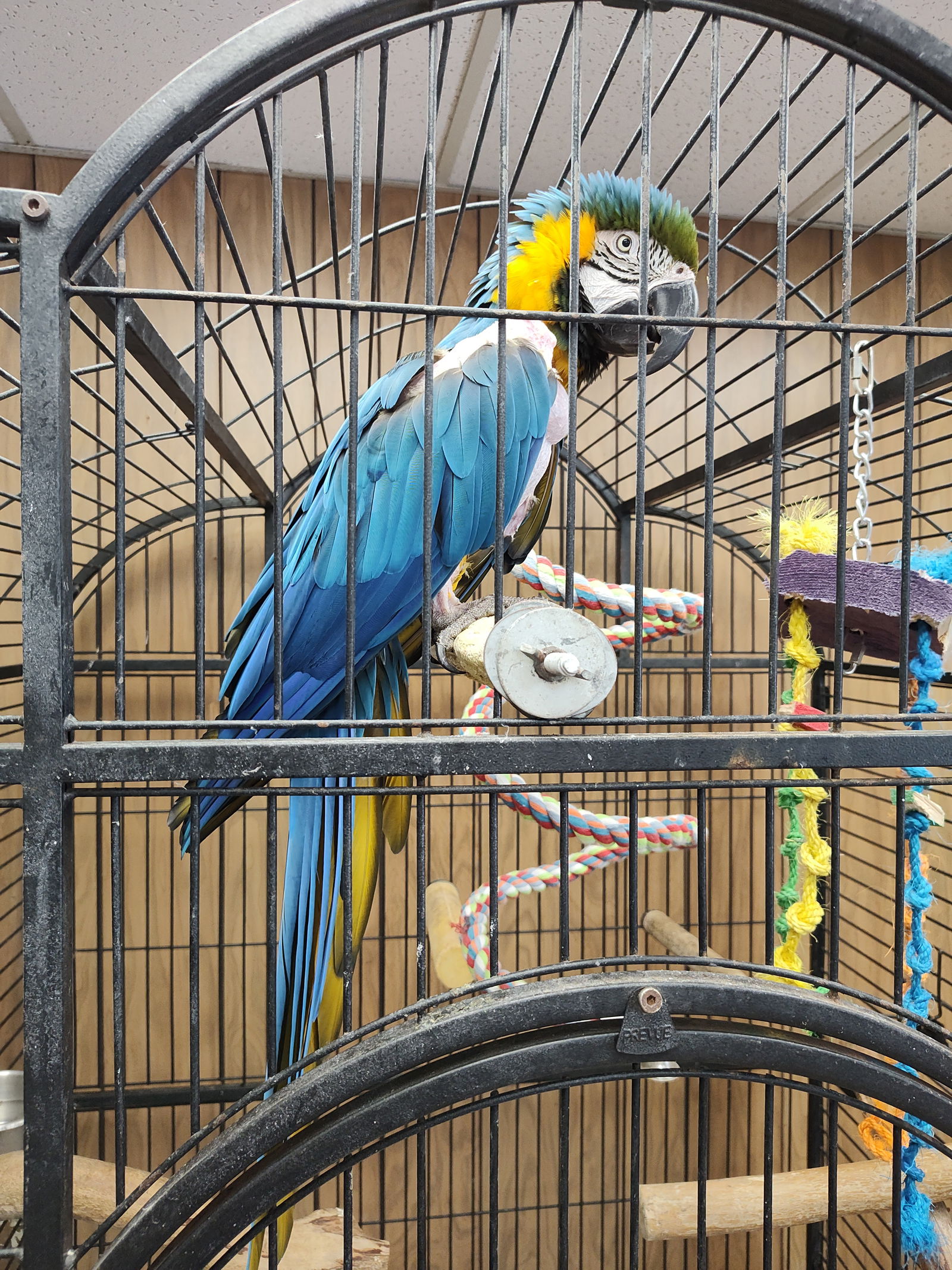 adoptable Bird in Inverness, FL named Popeye