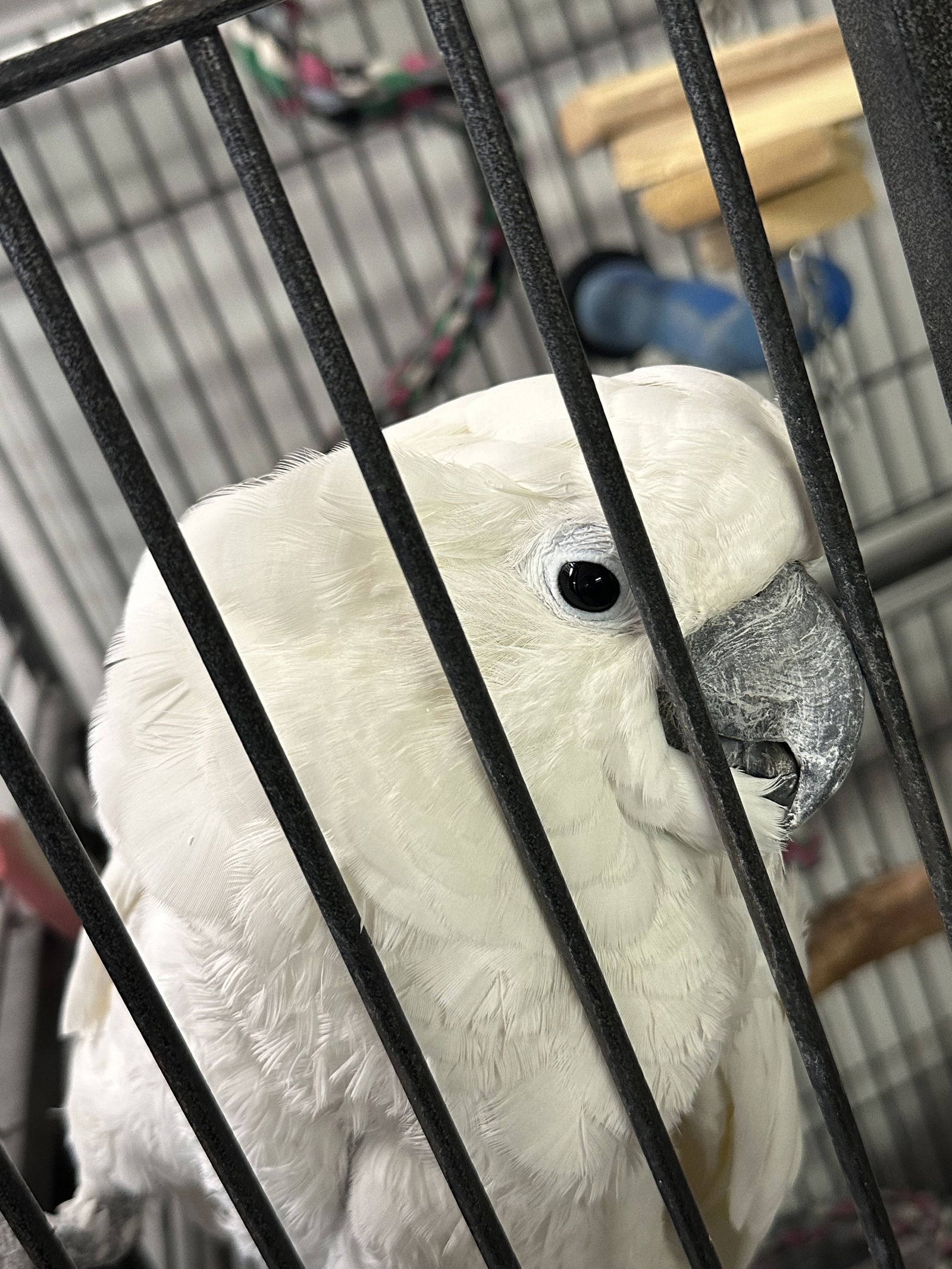 adoptable Bird in Inverness, FL named Casper