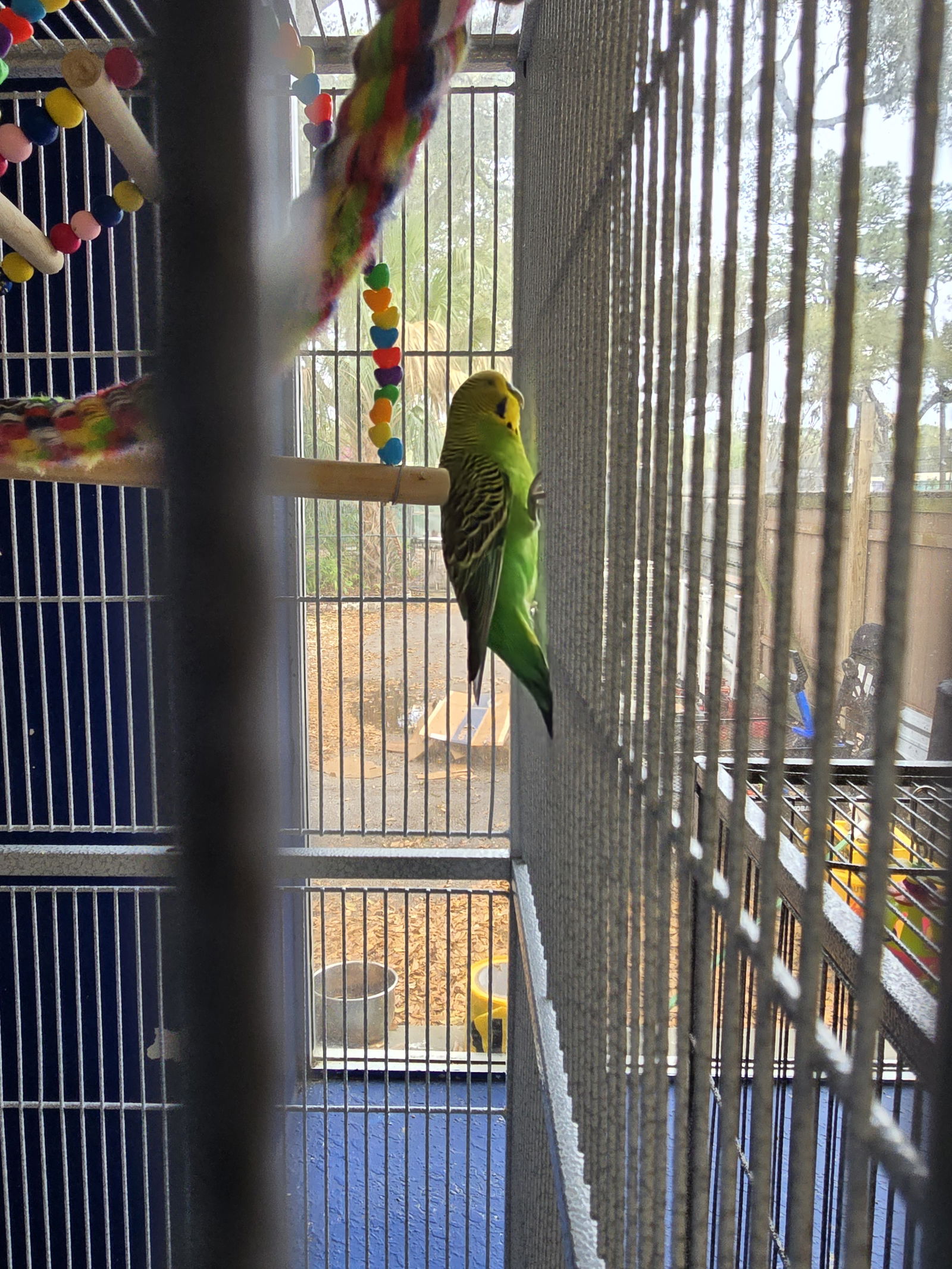 adoptable Bird in Inverness, FL named 4 Keets