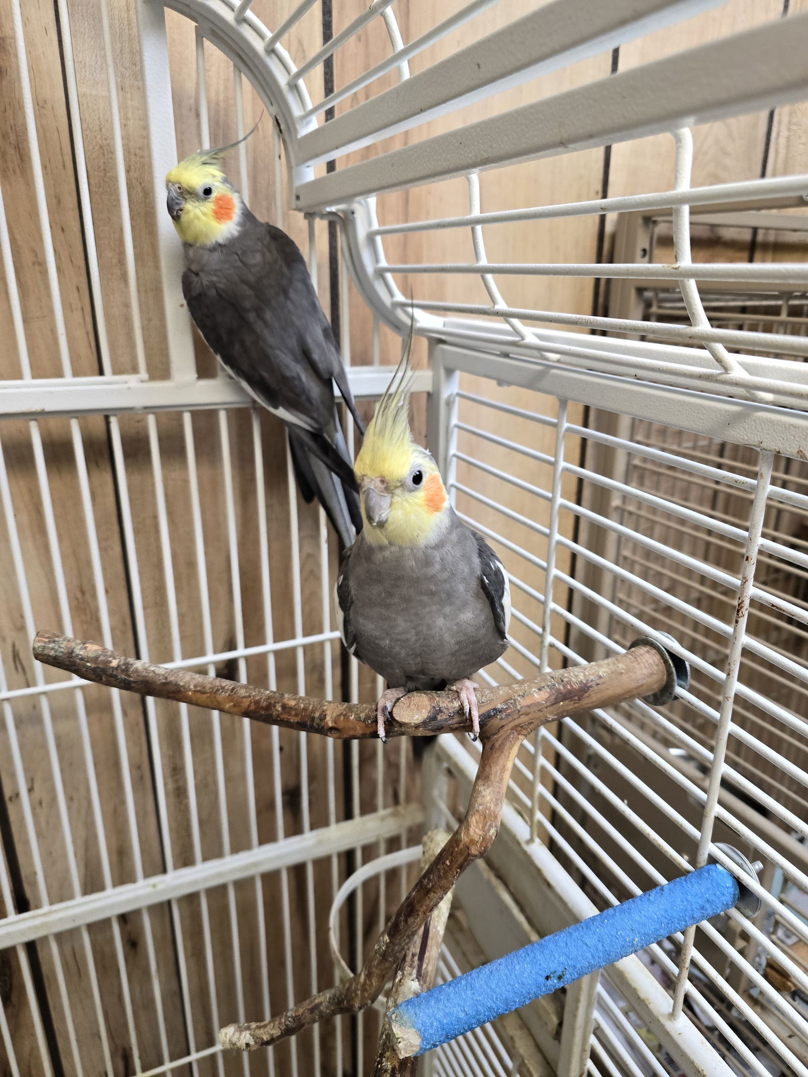 adoptable Bird in Inverness, FL named Alberto & Baby Boy