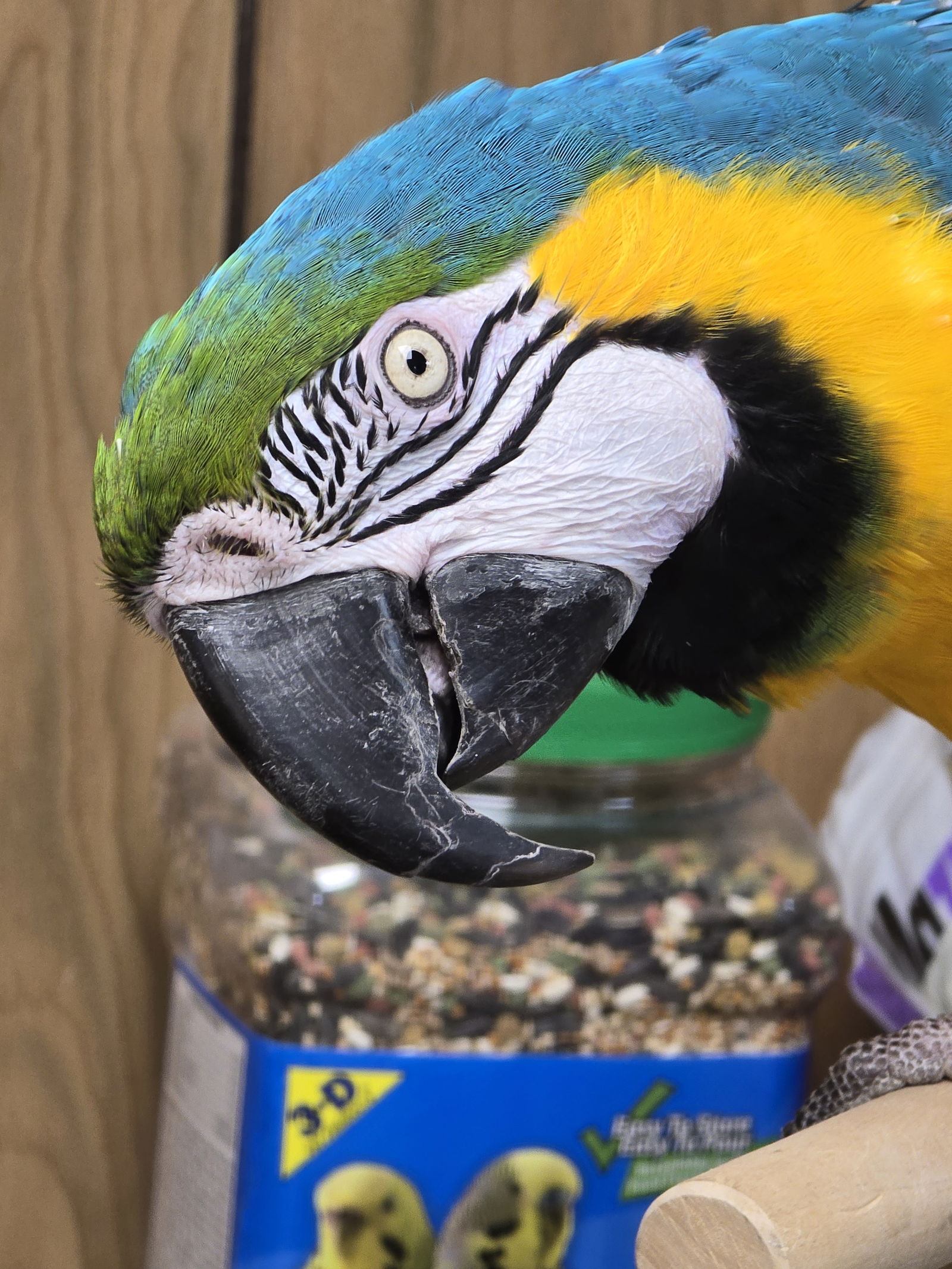 adoptable Bird in Inverness, FL named Bang