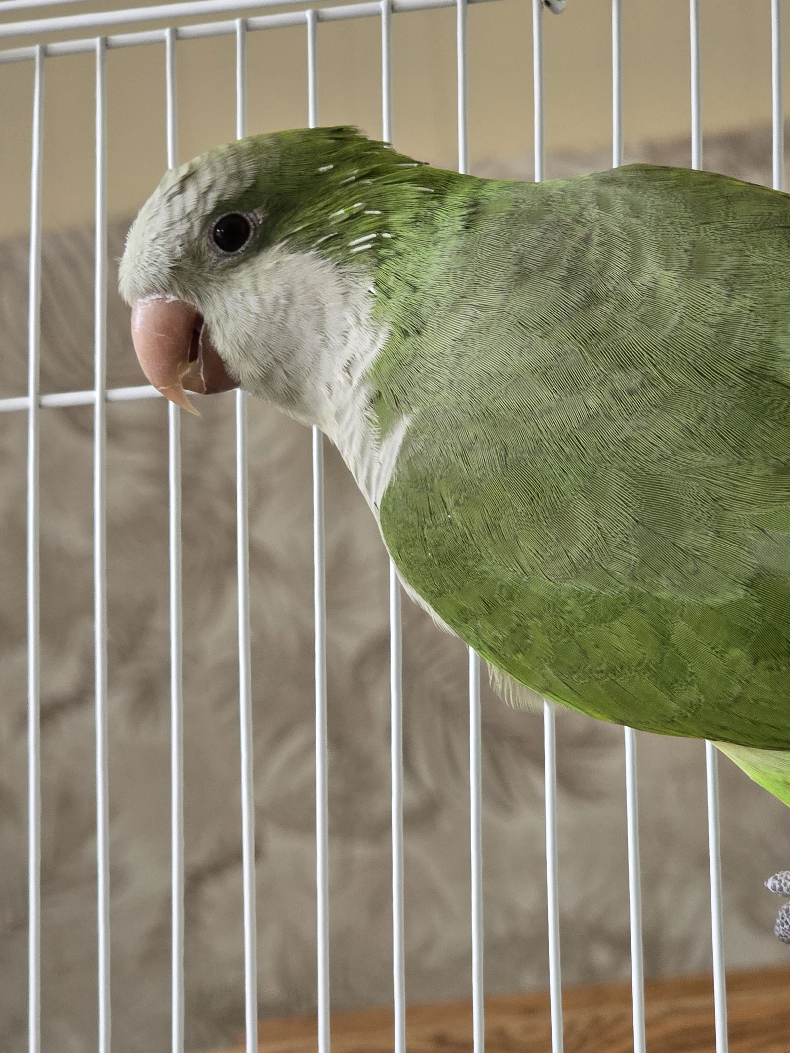 adoptable Bird in Inverness, FL named Coquito