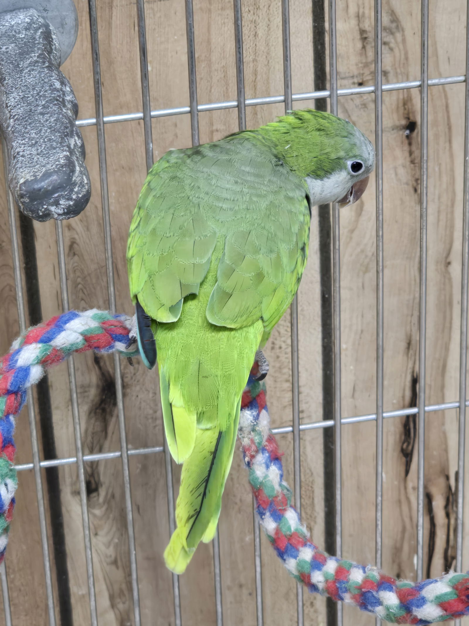 adoptable Bird in Inverness, FL named Ivan