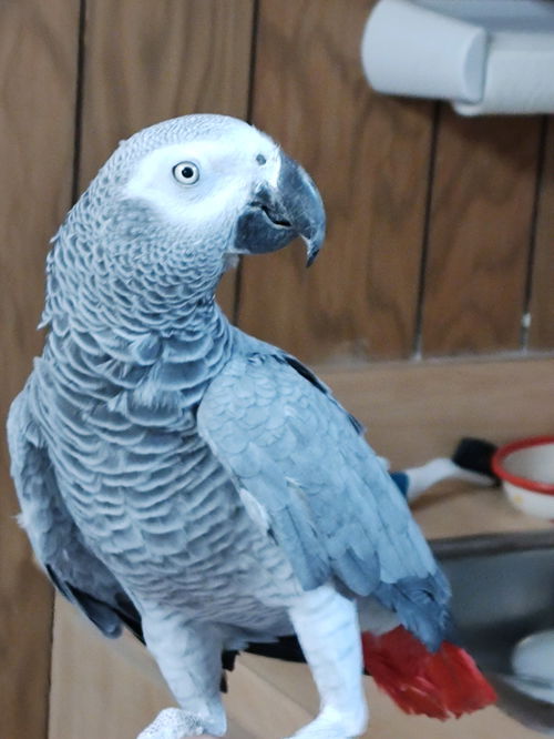 Lulu