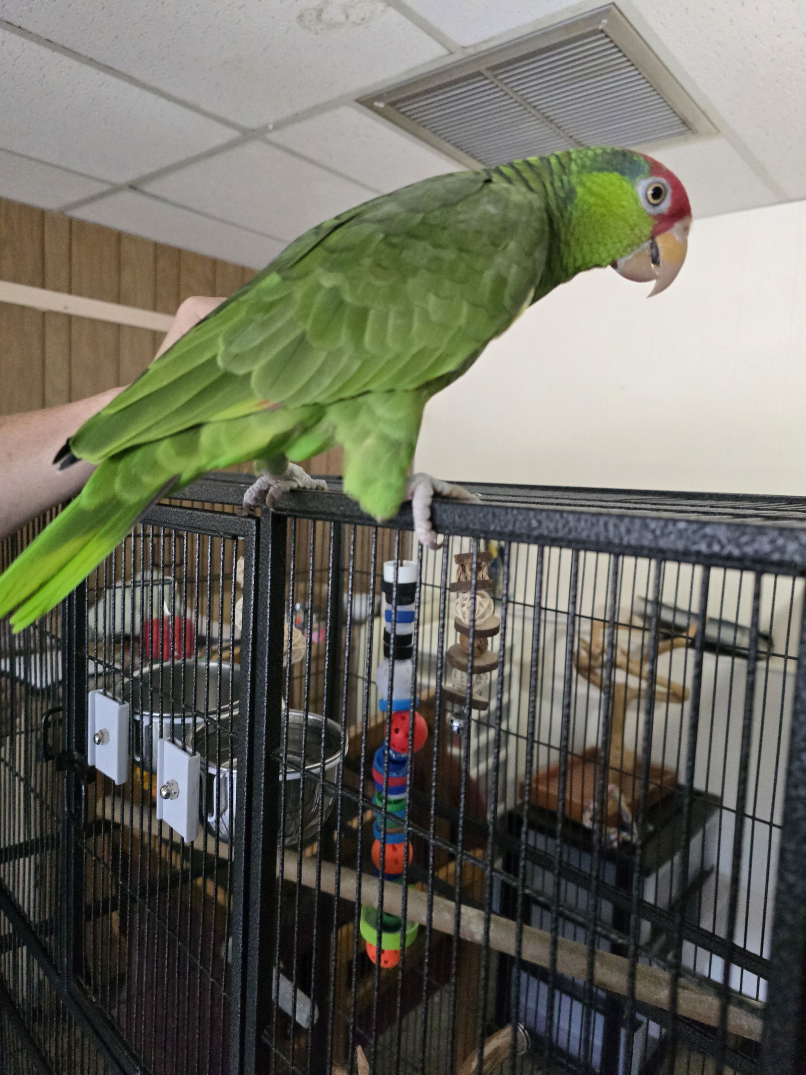 adoptable Bird in Inverness, FL named Tequila