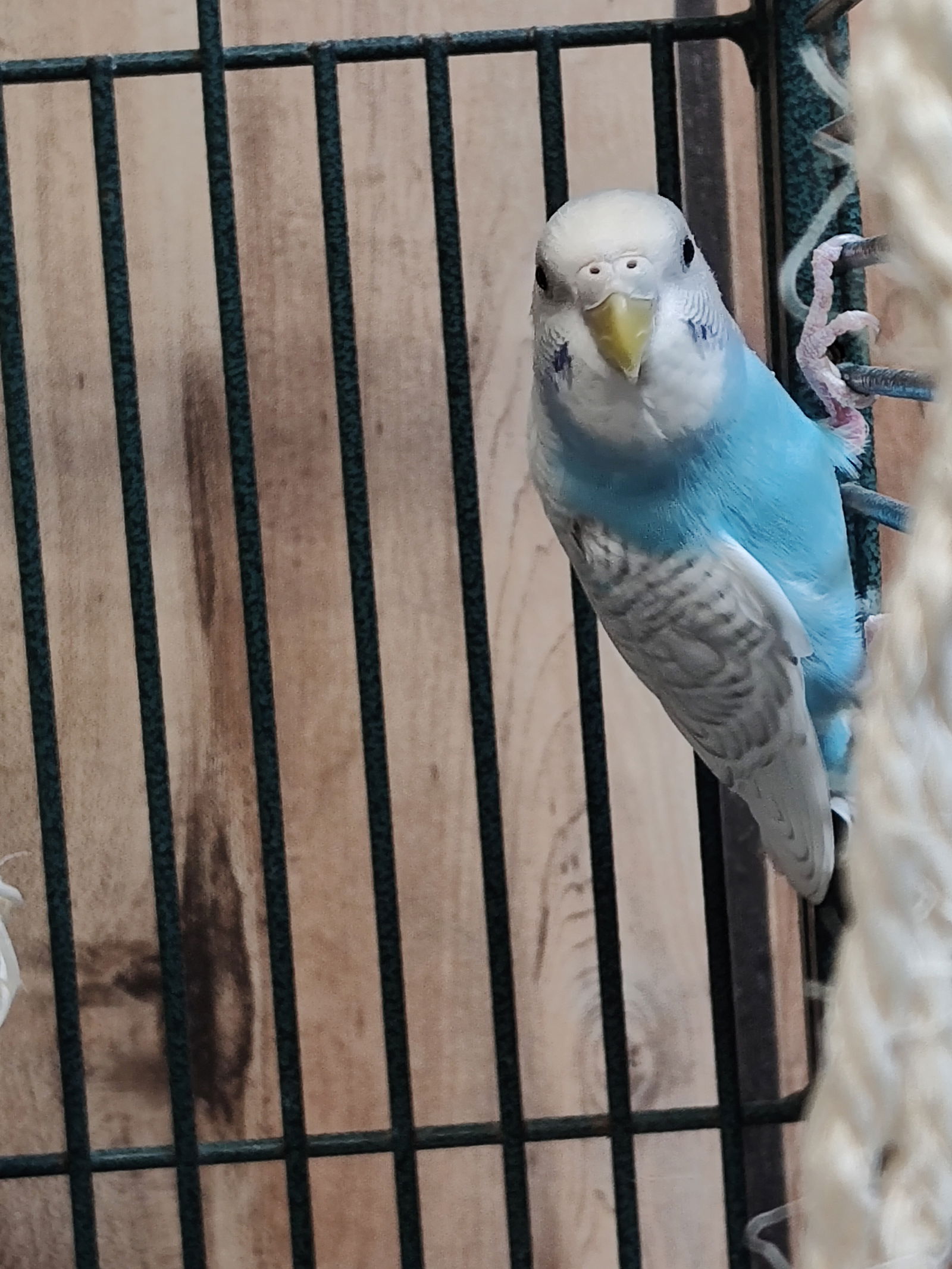 adoptable Bird in Inverness, FL named Sky, Precious, & Aqua Love