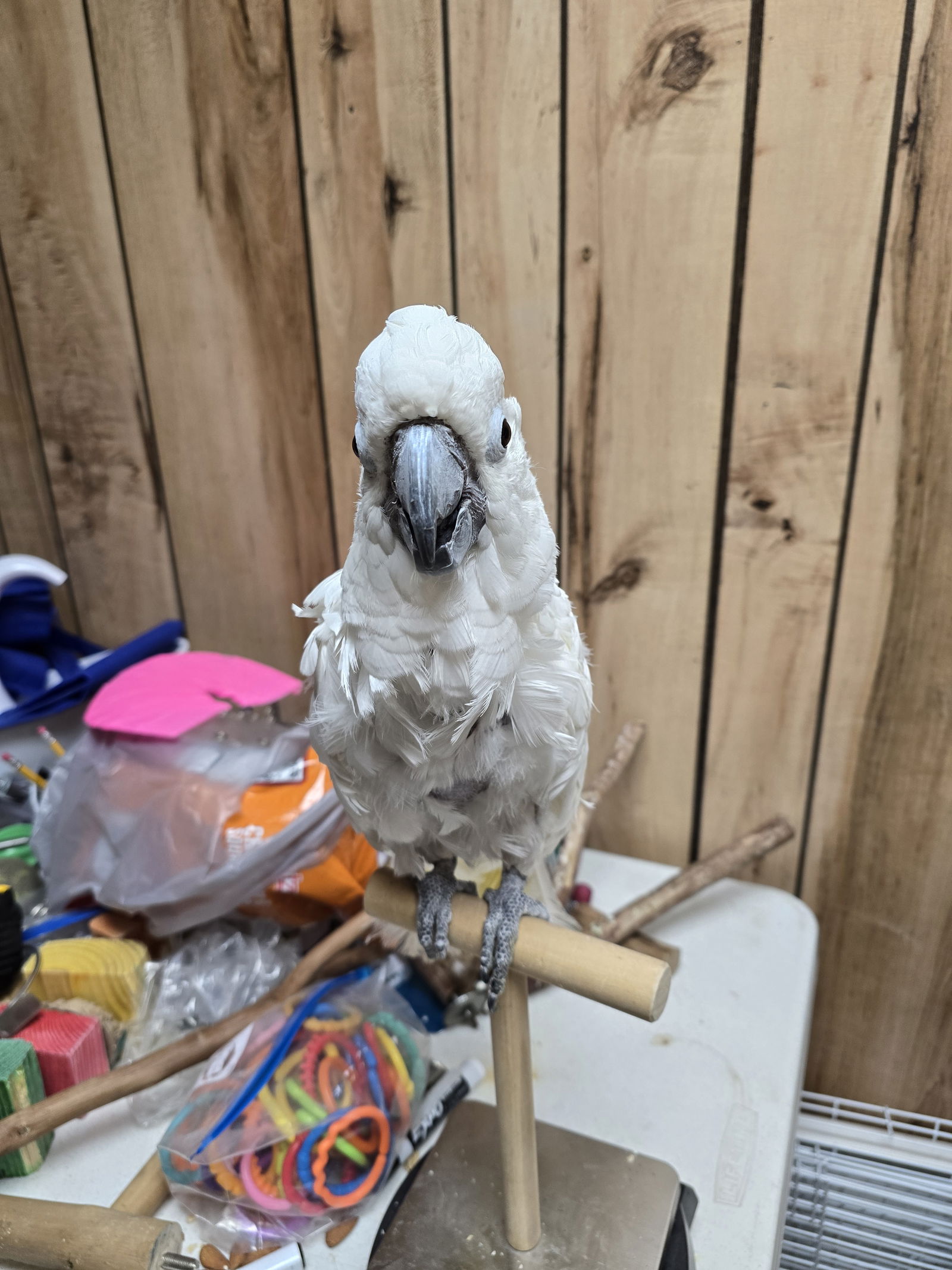 adoptable Bird in Inverness, FL named JuJu