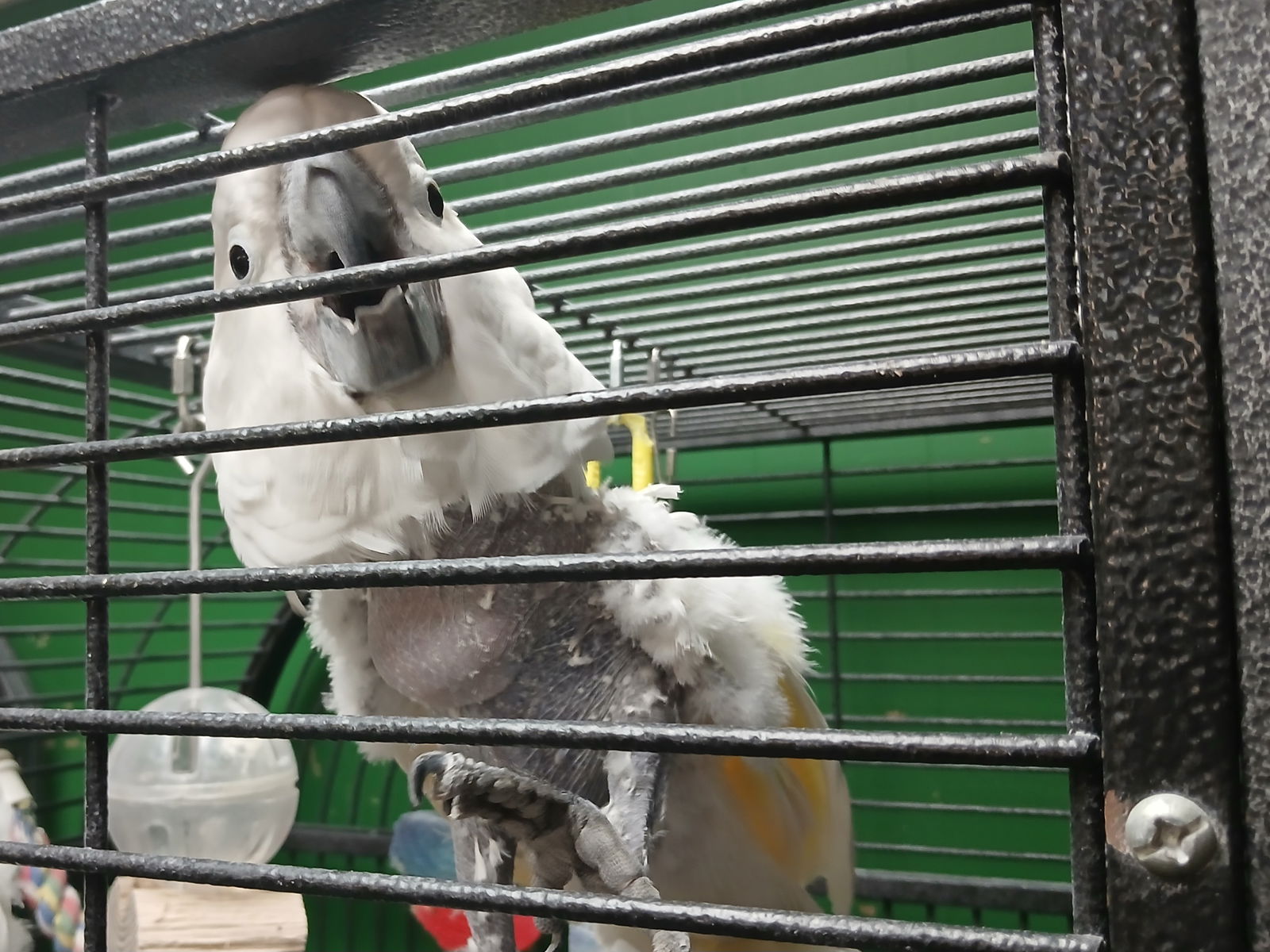 adoptable Bird in Inverness, FL named Rasta