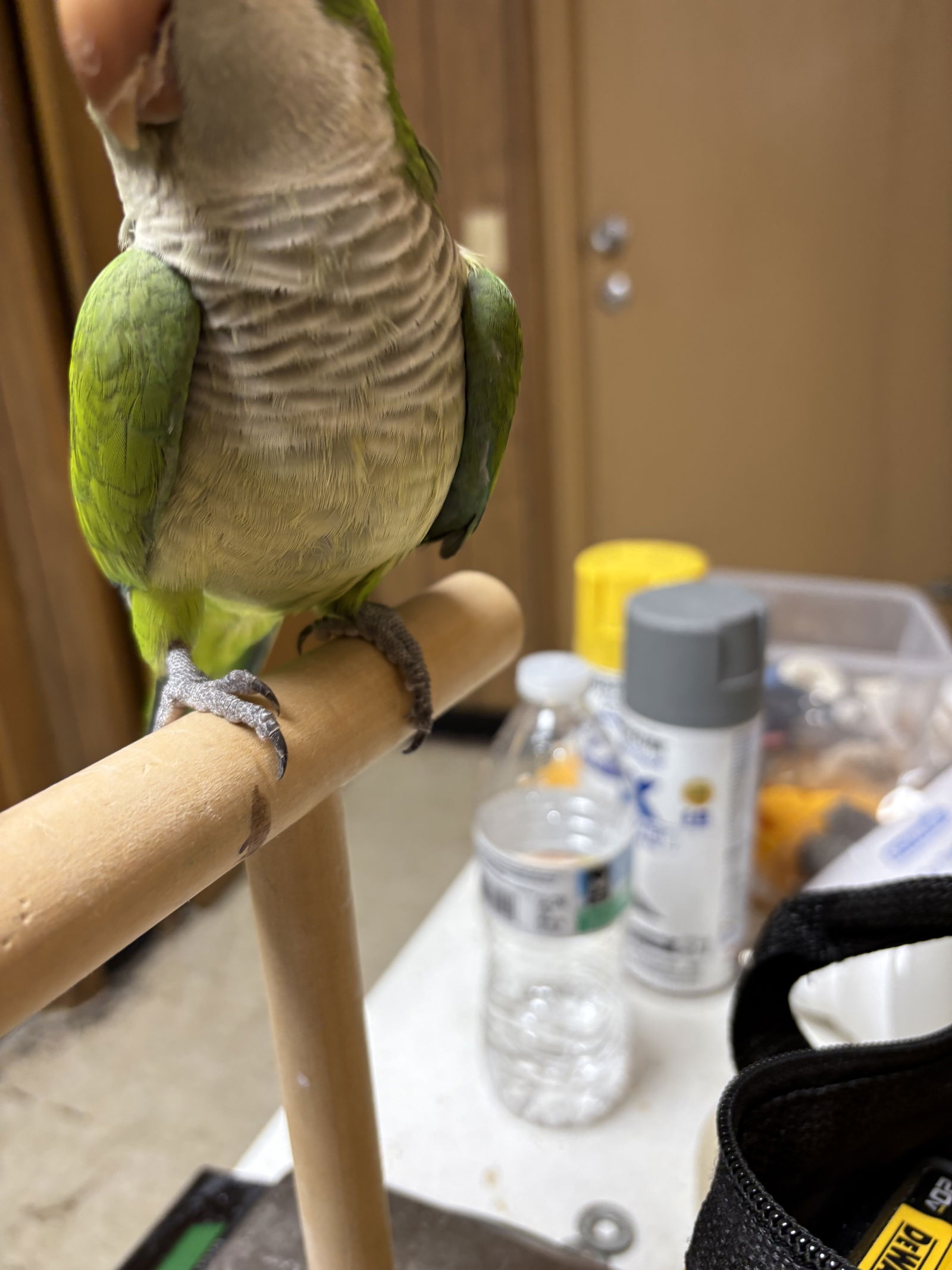 adoptable Bird in Inverness, FL named Kiwi