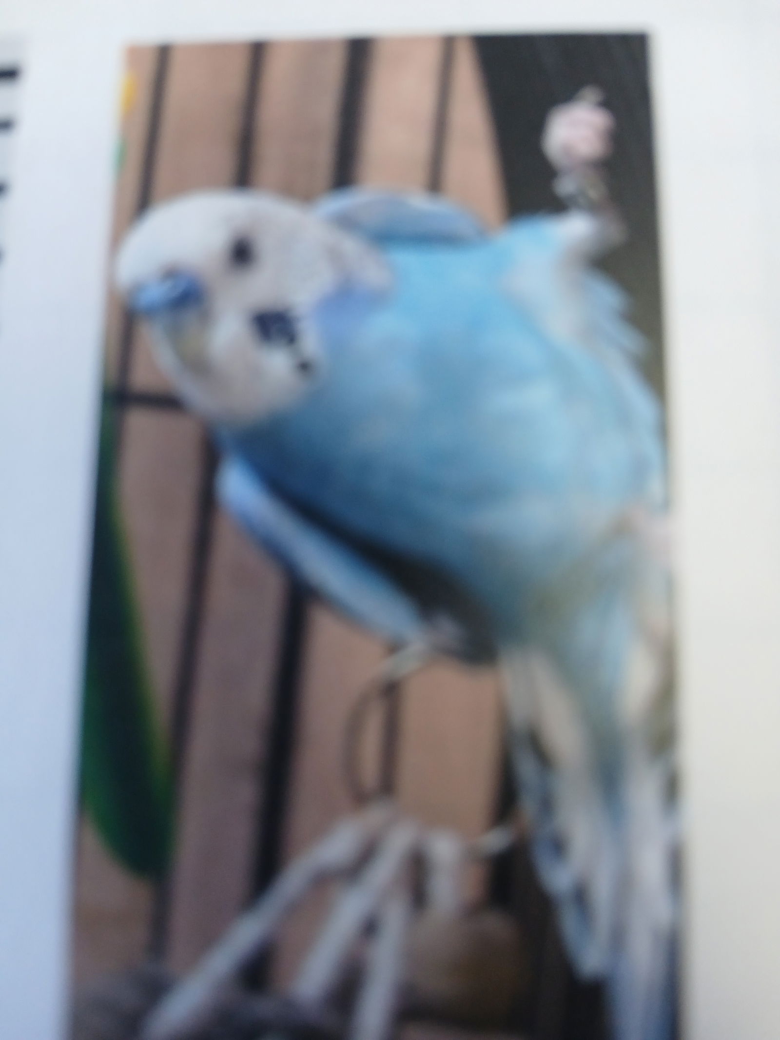 adoptable Bird in Inverness, FL named Snowball