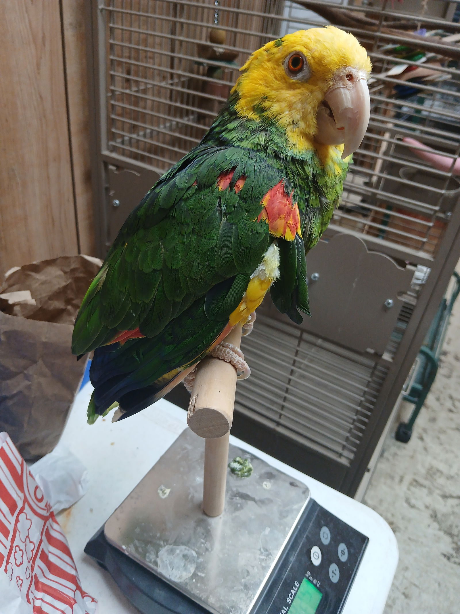 adoptable Bird in Inverness, FL named Zach/Sweet Pea