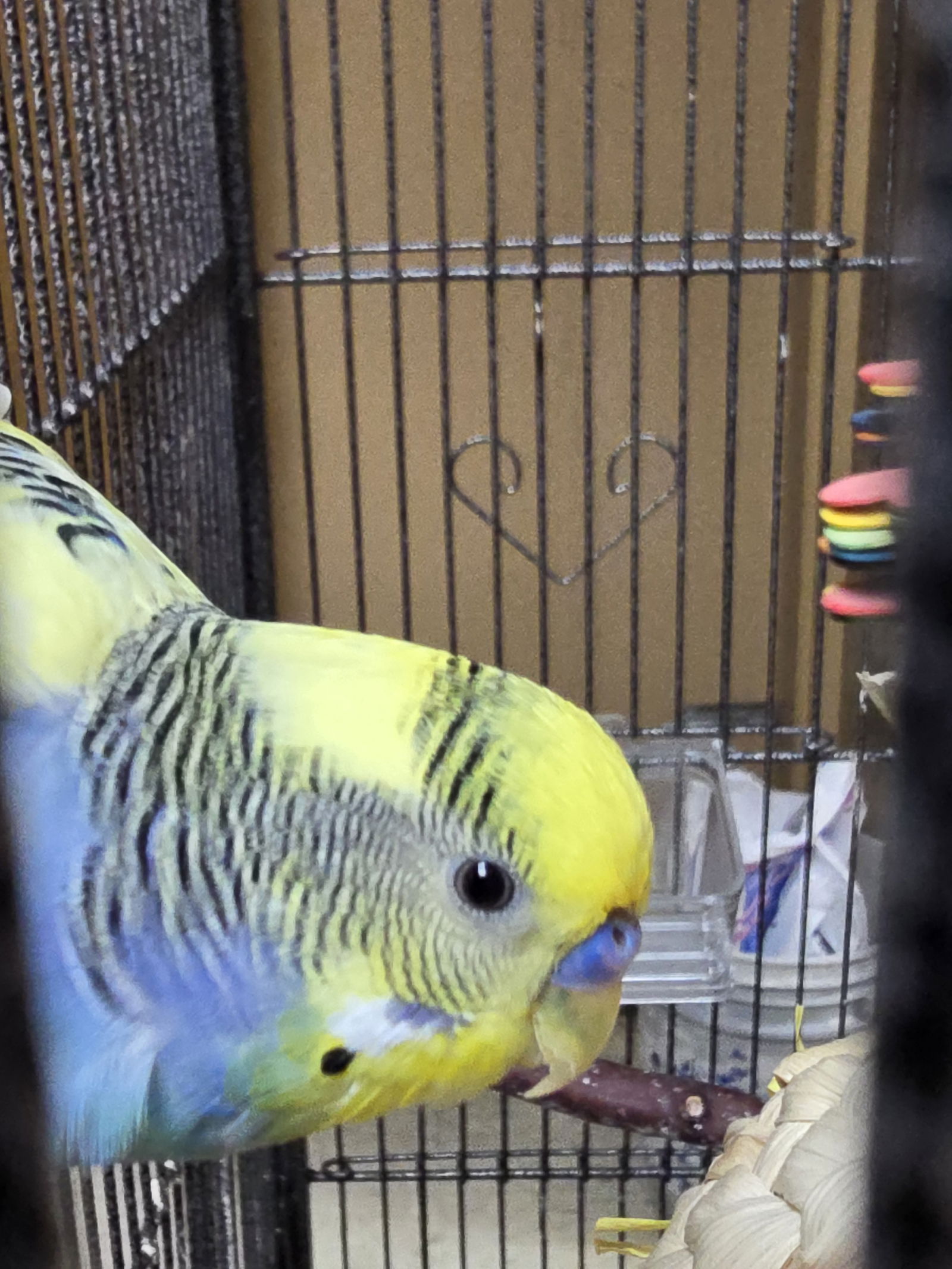 adoptable Bird in Inverness, FL named Piper
