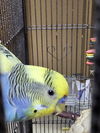 adoptable Bird in inverness, FL named Piper