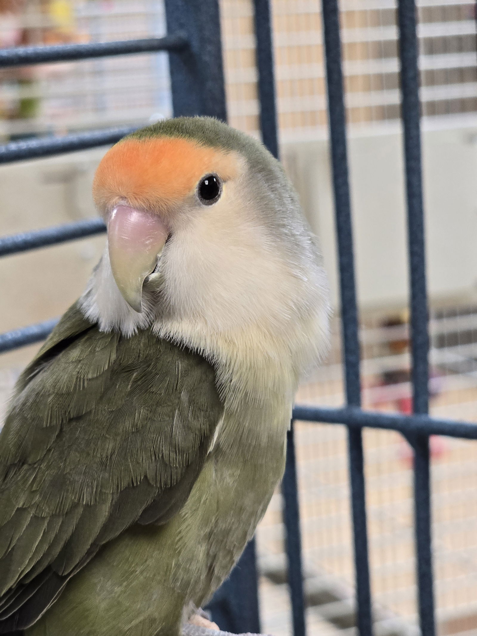adoptable Bird in Inverness, FL named Birdie