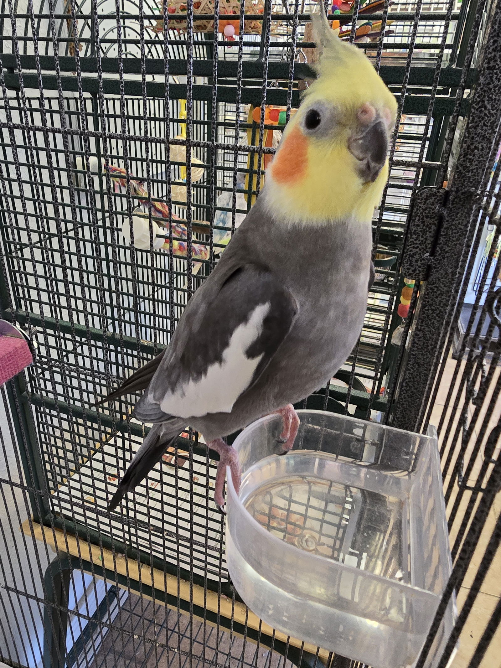 adoptable Bird in Inverness, FL named Kira