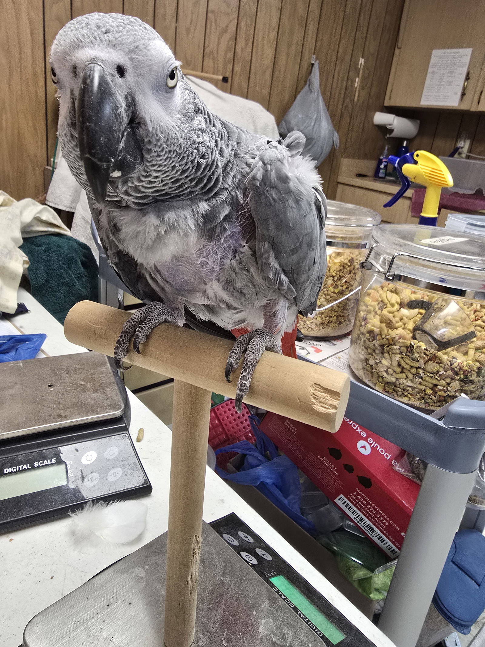 adoptable Bird in Inverness, FL named Maverick
