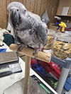 adoptable Bird in  named Maverick