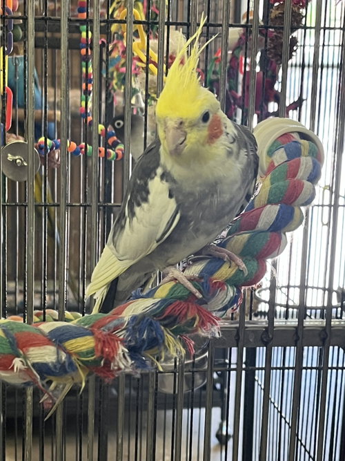 Blossom, a cockatiel for adoption from Ziggy's Haven Bird Sanctuary