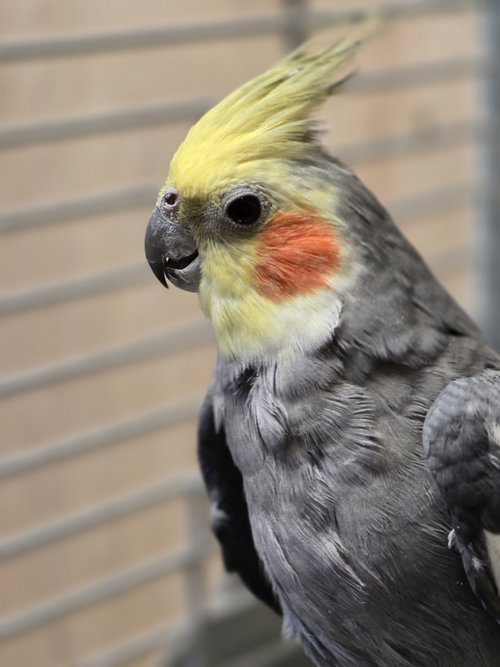Handsome