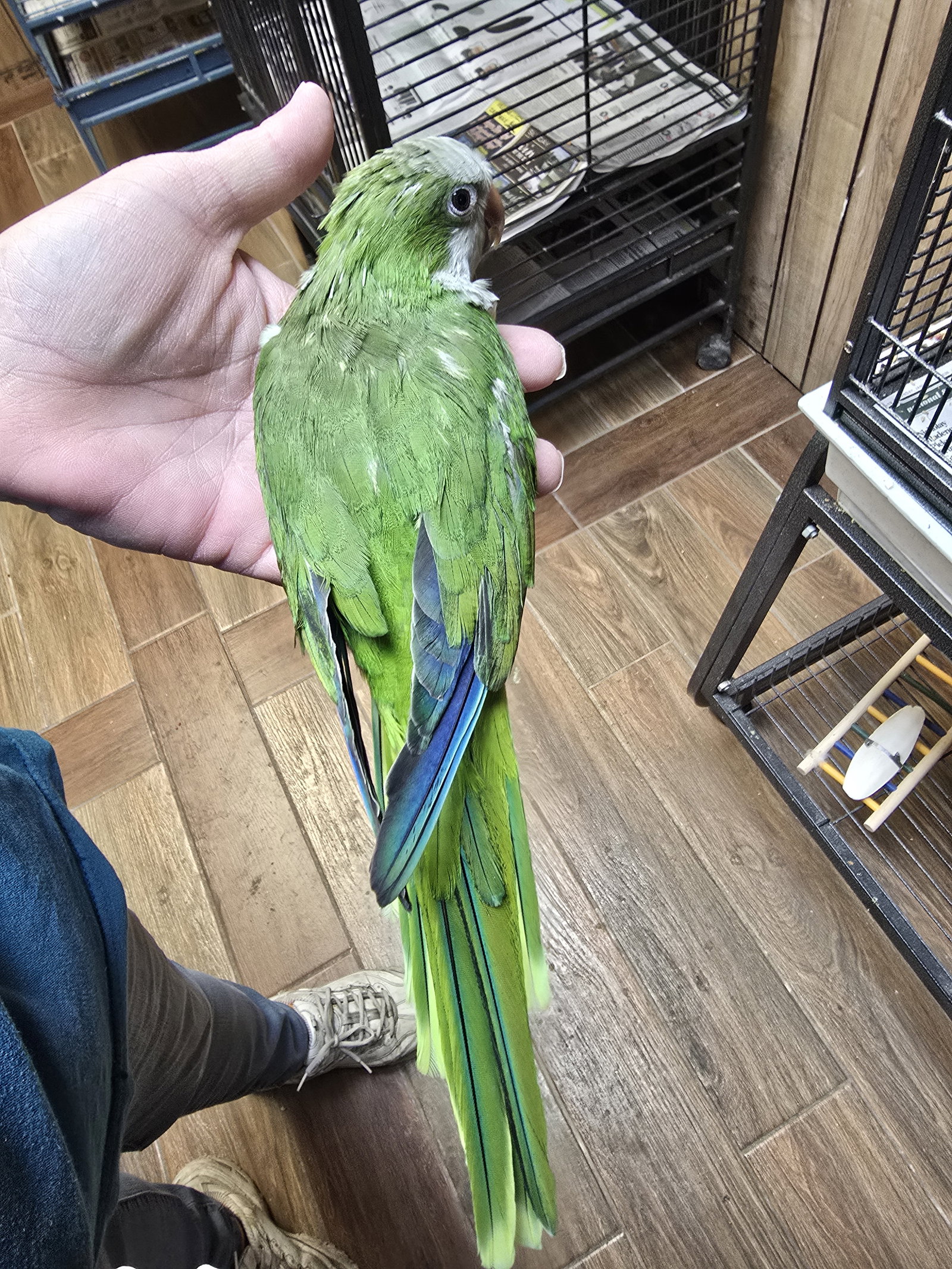 Buddy, photo 2