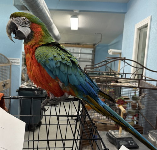 Echo, a parrot for adoption from Ziggy's Haven Bird Sanctuary