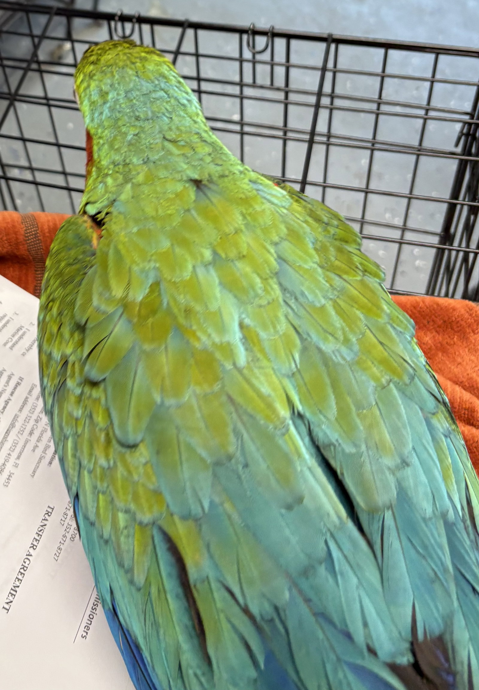 Echo, photo 3