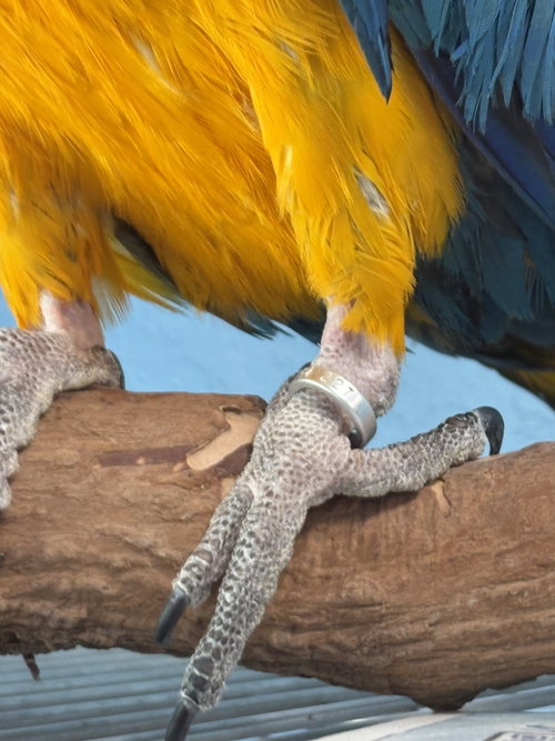 Maui, a parrot for adoption from Ziggy's Haven Bird Sanctuary