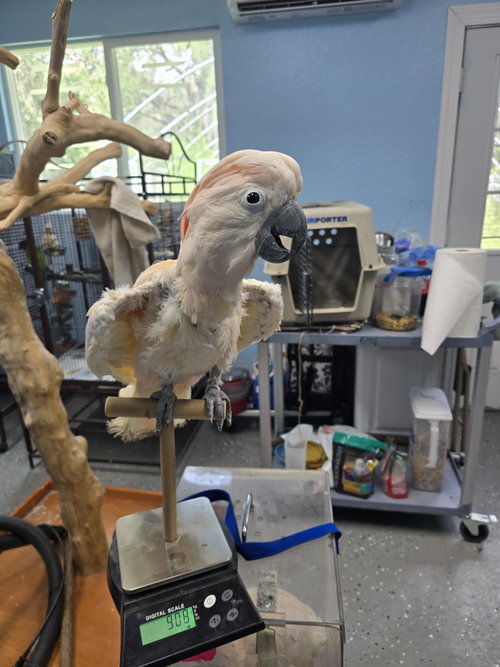 Ollie, a parrot for adoption from Ziggy's Haven Bird Sanctuary