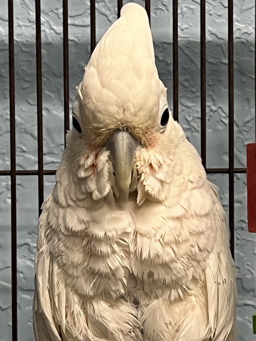 Harley, a parrot for adoption from Ziggy's Haven Bird Sanctuary