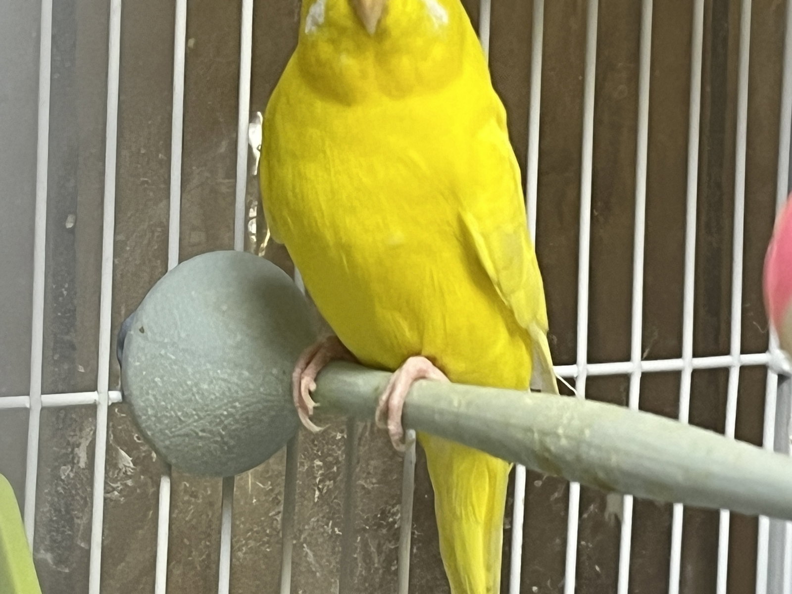 Sunny, photo 2