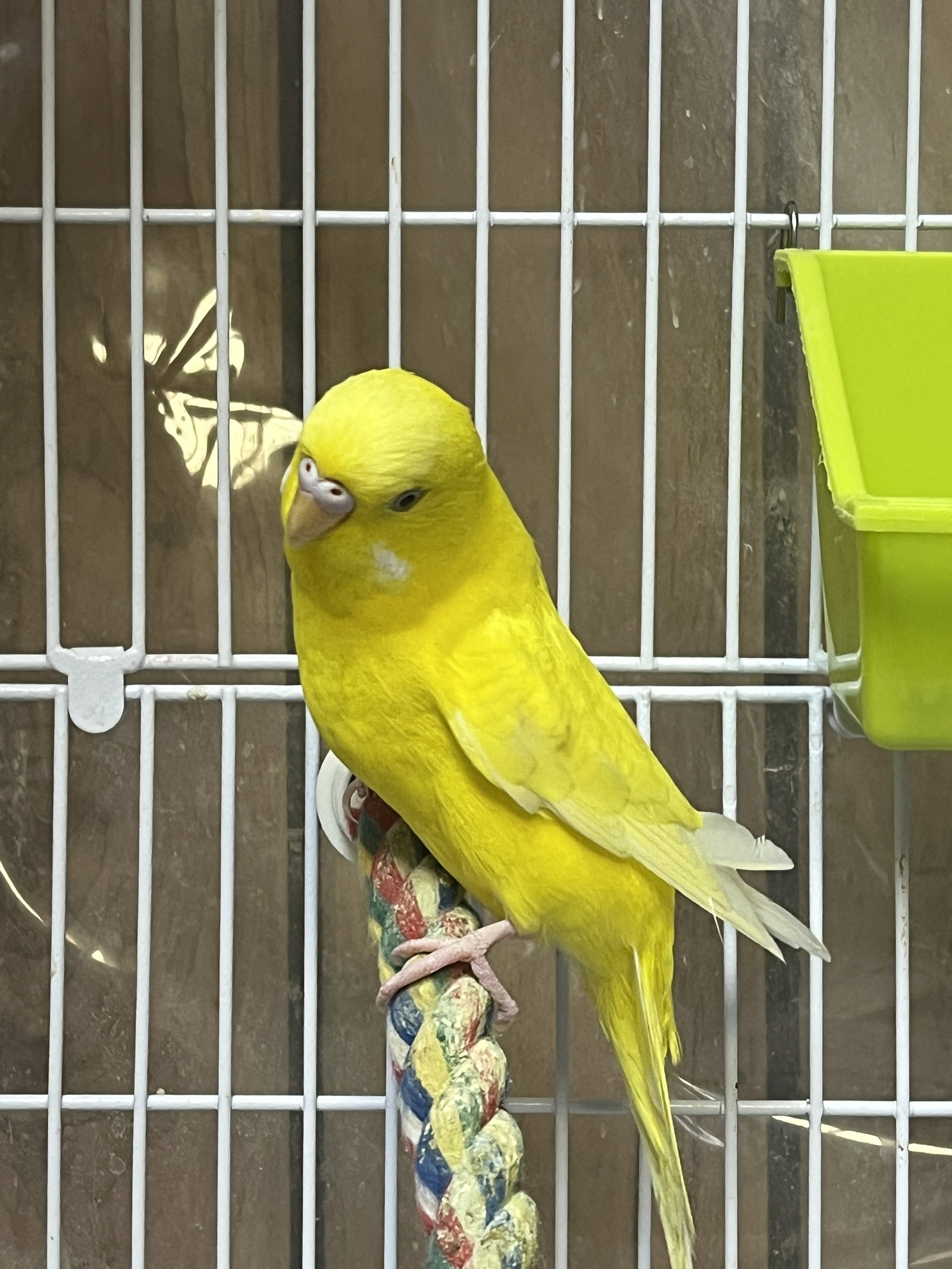 Sunny, photo 3