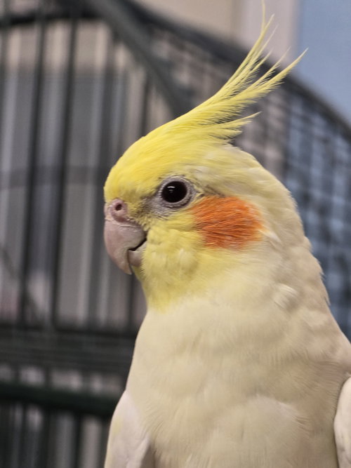 Taco, a cockatiel for adoption from Ziggy's Haven Bird Sanctuary