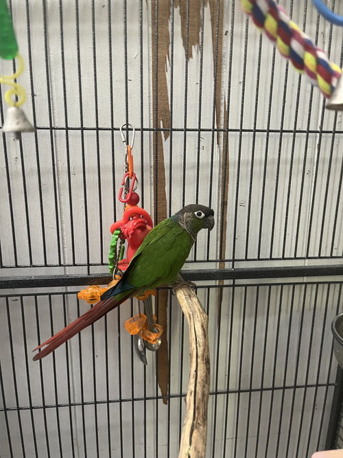 Bug, a parrot for adoption from Ziggy's Haven Bird Sanctuary