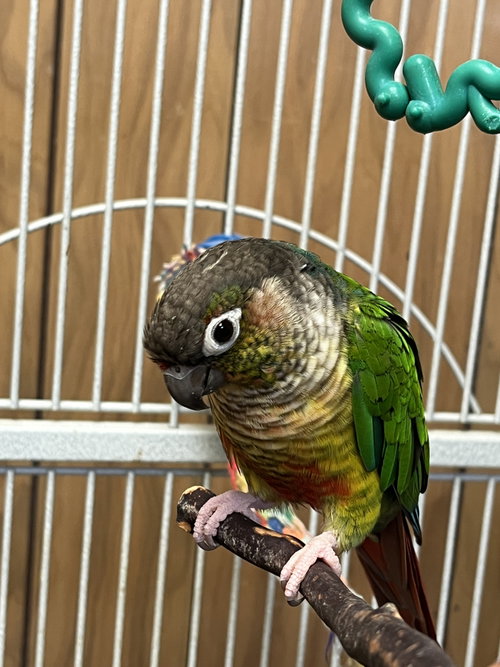 Lollipop, a parrot for adoption from Ziggy's Haven Bird Sanctuary