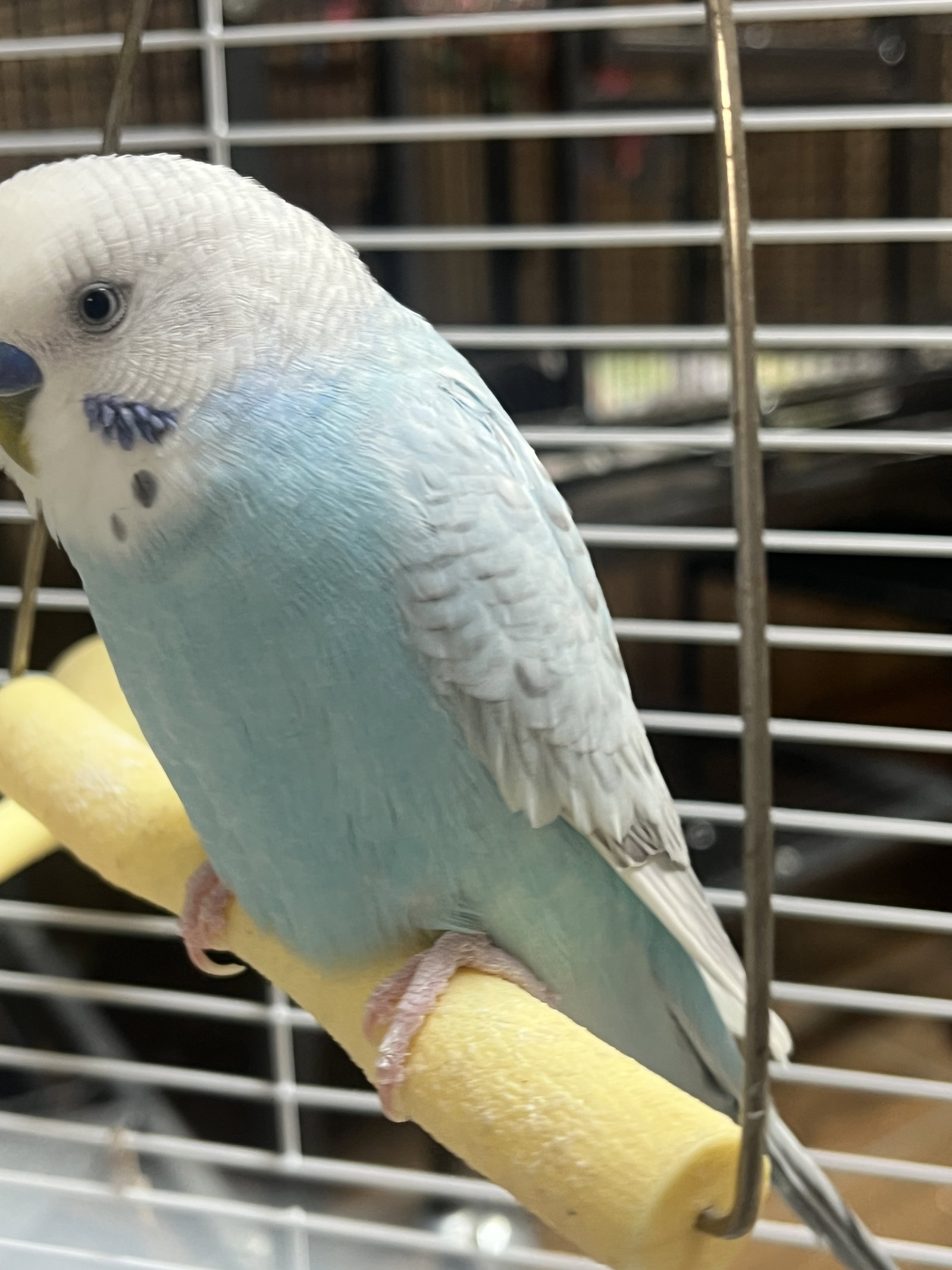 Blu Boy