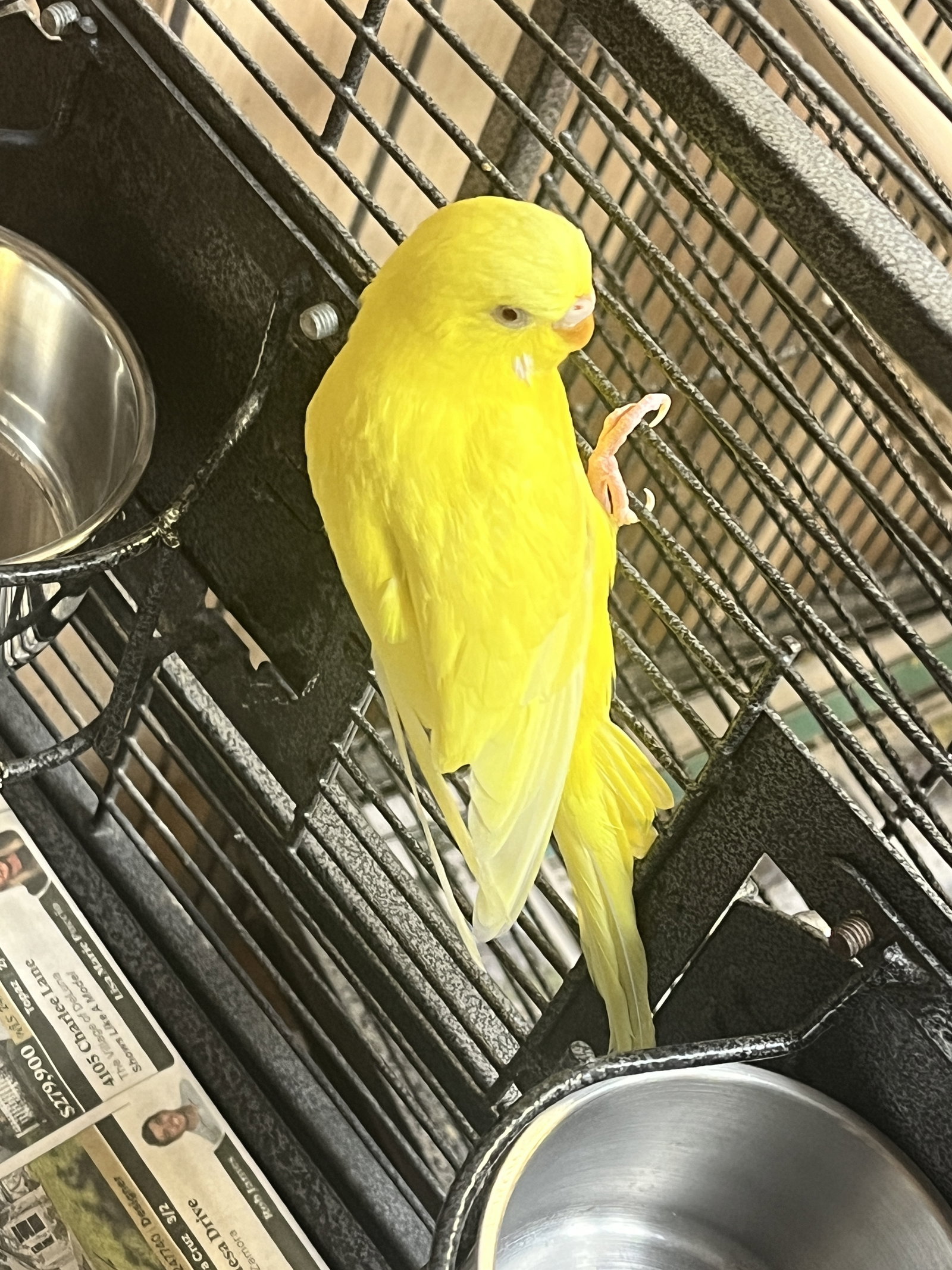Sunny