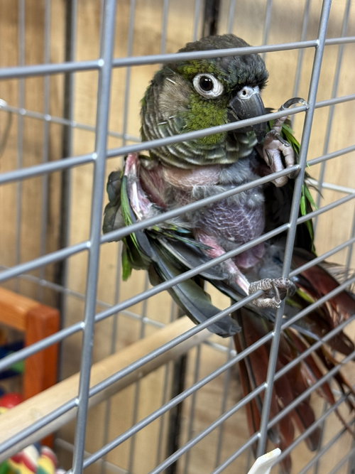 Tiny Tim, a parrot for adoption from Ziggy's Haven Bird Sanctuary