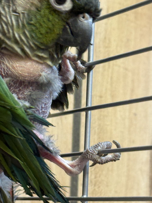 Photo 2 of Tiny Tim