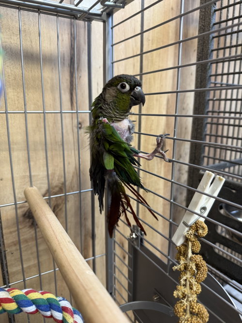 Photo 3 of Tiny Tim