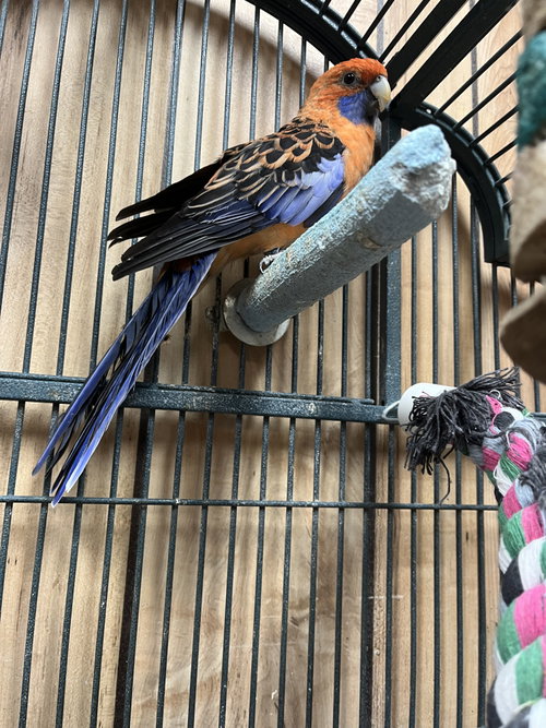 Burger, a parrot for adoption from Ziggy's Haven Bird Sanctuary