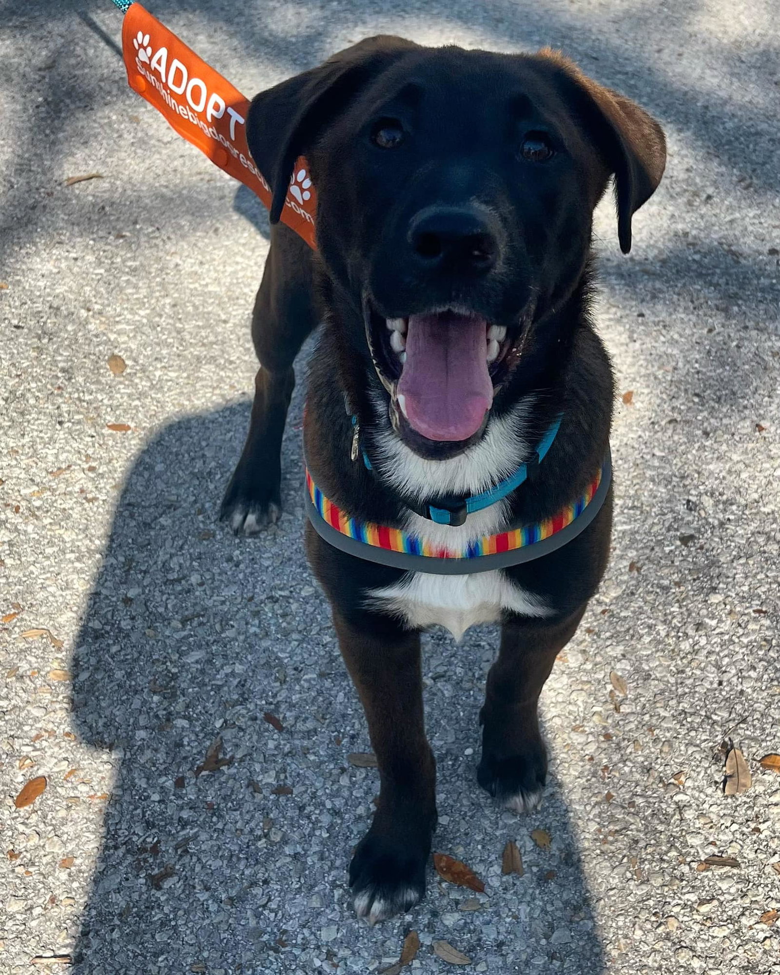 Dog for Adoption Spencer, a Labrador Retriever in Weeki Wachee